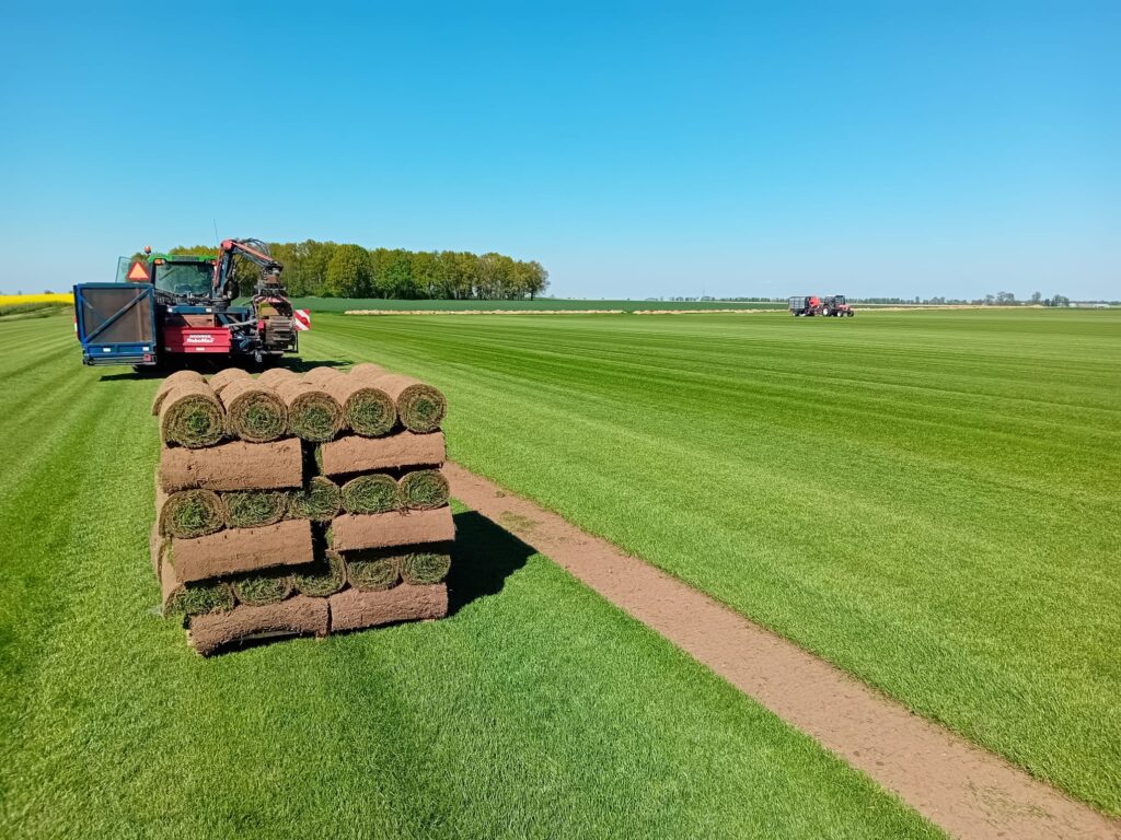 Świeża darń w zwiniętych rolkach na polu z trawnikiem