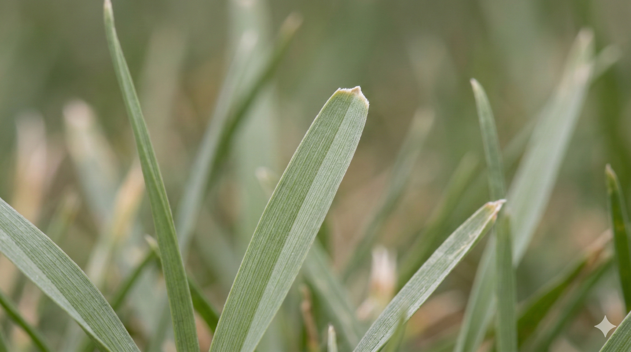 Liście wiechliny rocznej – miękkie źdźbła i tępo zakończona końcówka